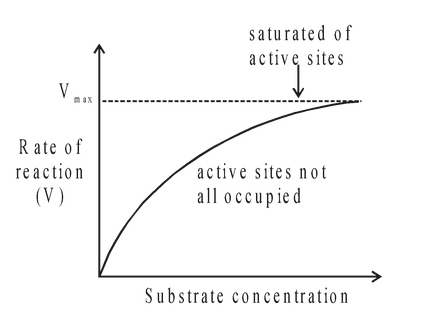Factors affecting the Rate of Enzyme